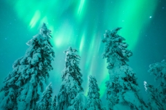 AlaskaAuroraForestTour