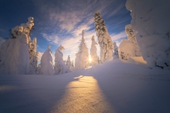 FrozenForest25-copy