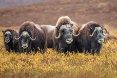 Alaska-Muskox-Photo-Tour