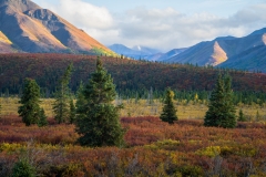Denali-Fall-Colors-Tour