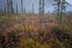Fall-colors-tundra-Alaska