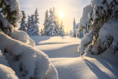 Framing-Trees-Alaska-Fairbanks Framing-Trees-Alaska-Fairbanks