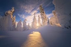 FrozenForest25-copy