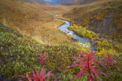 Gates-of-the-Arctic-Fall-Colors Gates-of-the-Arctic-Fall-Colors