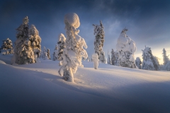 Ice-Covered-Forest-Alaska