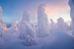 Ice-Covered-Trees-Photo-Fairbanks Ice-Covered-Trees-Photo-Fairbanks
