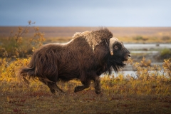 Muskox-Running-Alaska-Tour Muskox-Running-Alaska-Tour