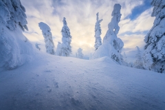 Winter-Fairbanks-Forest-Tour