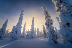 Winter-Forest-Photography-Fairbanks