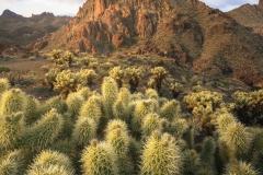 Cholla-Mountains