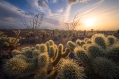 ChollaBlazeRedo-Edit