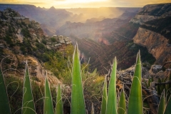 GrandCanyonYucca