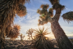 Joshua-Trees-Sunset-Workshop