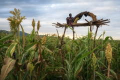 Omo-Valley-Harvest Omo-Valley-Harvest