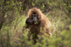 Simien-Mountains-Gelada-Eating Simien-Mountains-Gelada-Eating