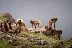 Simien-Mountains-Gelada-Troop Simien-Mountains-Gelada-Troop