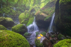 MononokeForest MononokeForest