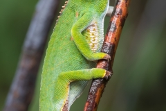 Chameleon-Madagascar-Tour