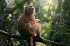 FAN9676-Enhanced-NR-Edit