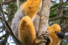 Madagascar-Lemur-Photography