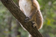 Ring-Tail-Lemur-Madagascar-Workshop