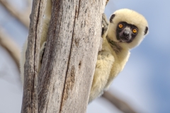 Sifaka-Madagascar