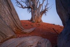 DSC08841-Enhanced-NR-Edit